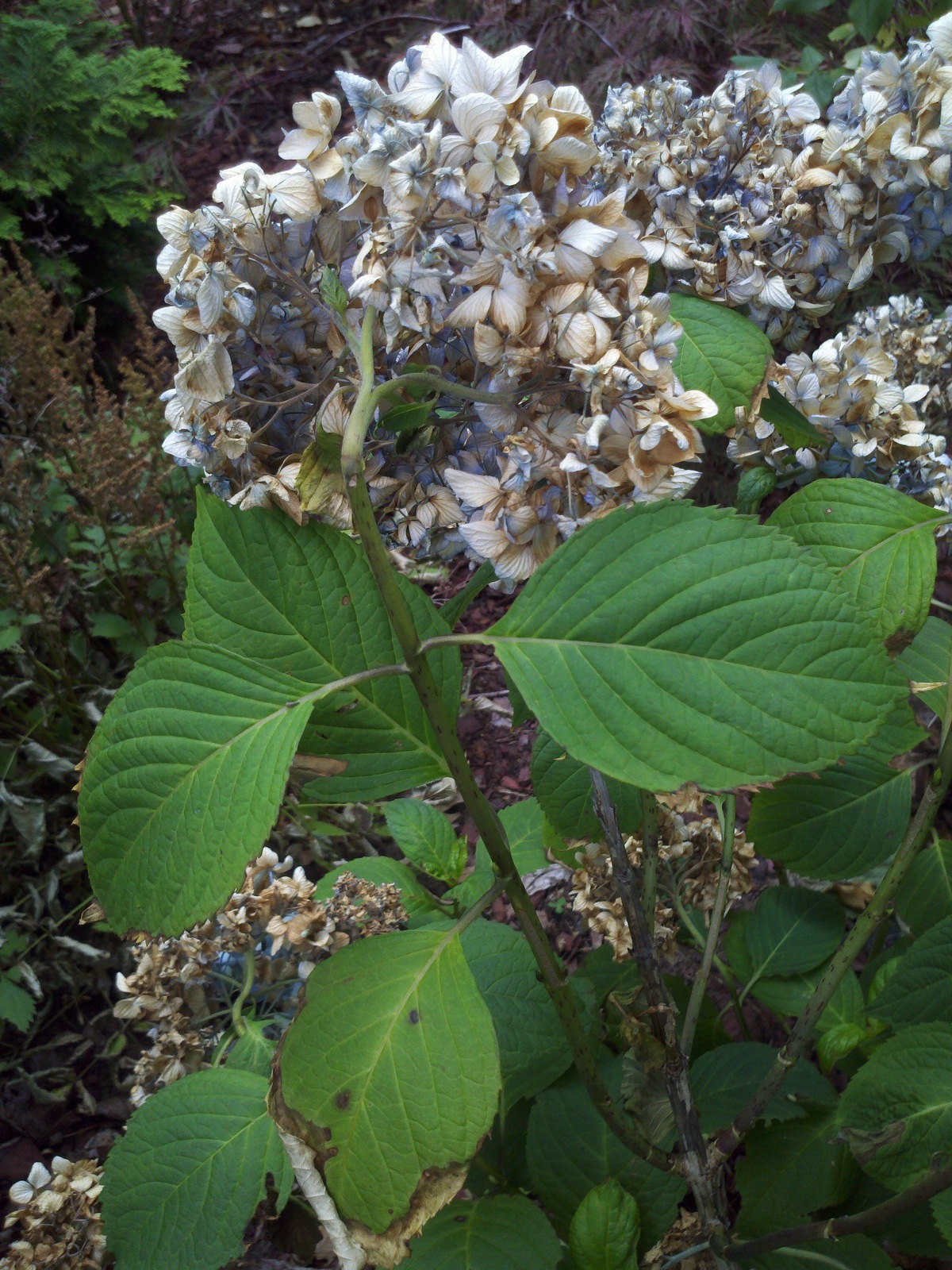 Why does a hydrangea wilt?