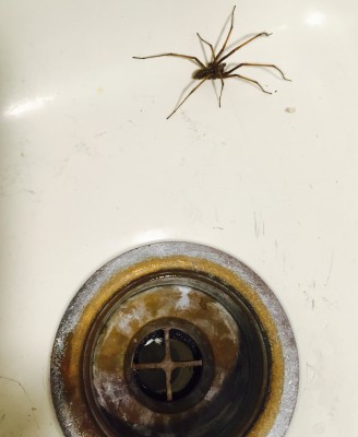 Very large house spider