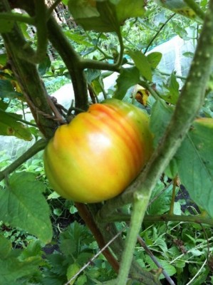 Grandma Viney's Pink and Yellow just before harvesting