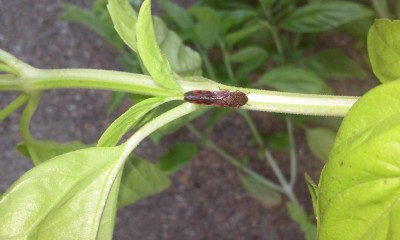 20150729_074219.jpg