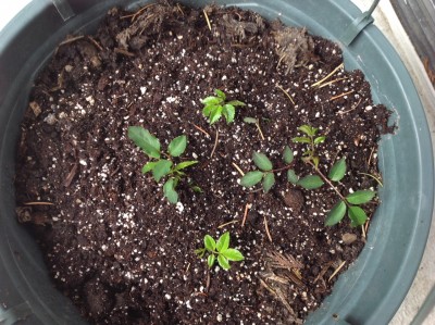 Rose cuttings.JPG