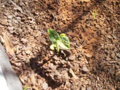 My first bean seedling! :D
