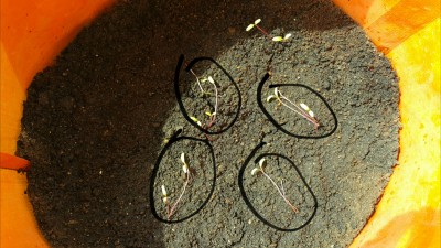 Beetroot saplings are lanky