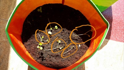 Lanky Radish Seedlings