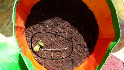 Lanky Okra seedling