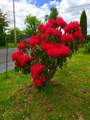 My most showy rhododendron