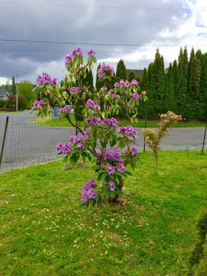 Martha Washington rhododendron (state flower)