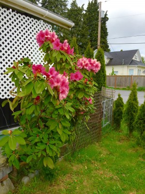 my pink rhody