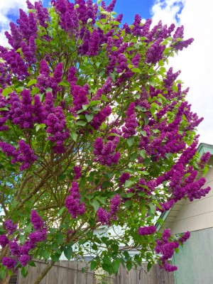 dark purple lilac - old heirloom lilac
