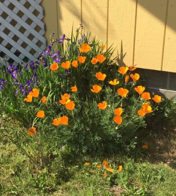 orange poppies, I have lots, bees love them