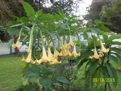 angel trumpet