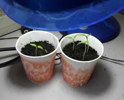 eggplant seedlings