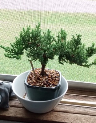 bonsai4.jpg