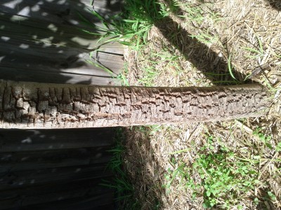 Mango tree with cracked bark