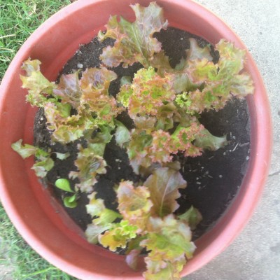 Red leaf lettuce