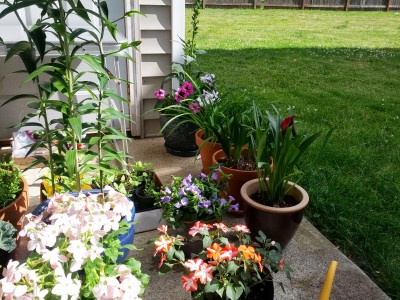 Flowers, Nicotiana.jpg