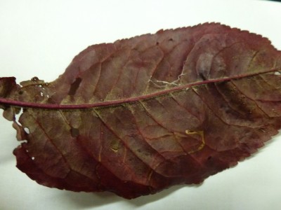 under side of the leaf