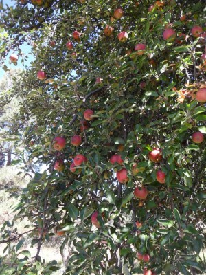 apples 2015.JPG