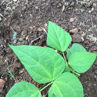 GreenBean Leaves.jpg