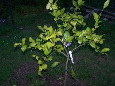 Meyer lemon tree