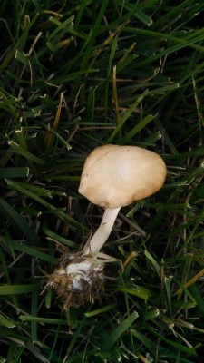 MUSHROOM-4.jpg