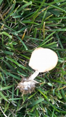 MUSHROOM-3.jpg