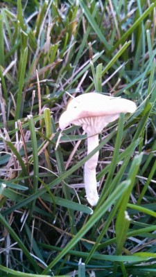 MUSHROOM-5.jpg