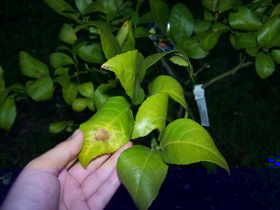 Leaves of lemon tree.
