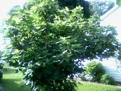 Fig tree ready to fruit 22x.jpg