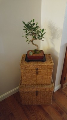 Tree when purchsed