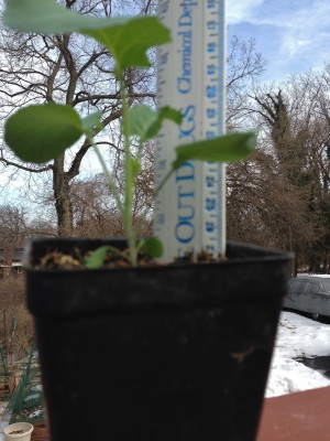 March broccoli seedling.jpg