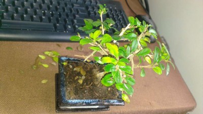 Bonsai photo (using flash)