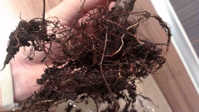 washed root ball