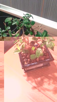 Bonsai after 3 rains with 3.5--7--4.5--1 N--P--K--Mg  (clay pebbles chips make funny sounds when watered)
