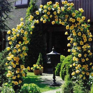 golden showers rose climbing roses garden yellow plant care secret centre bloom summer rosas helpfulgardener kib plants viewed times pacific