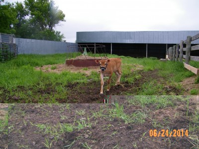 This is there winter shelter.