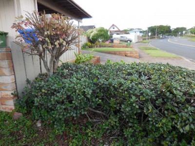 After cutting back e. cotonifolia and trimming Indian Hawthorne hedge.