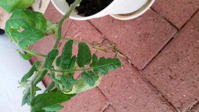 tomato3.jpg