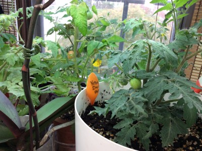 applestar's indoor tomato plant.jpg