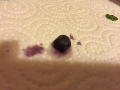 Purple berry from tree 1