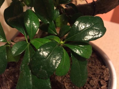 Flower bud on tree 2