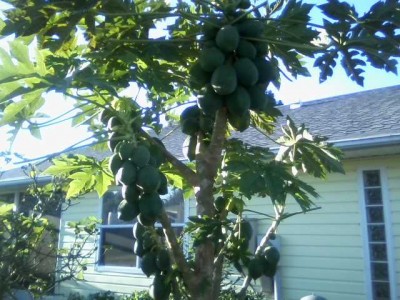 Papaya fruit 12-12-15 still on tree growing.jpg