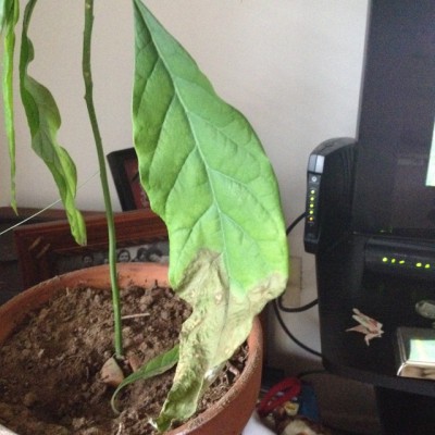 Plant #2's brown leaf on the bottom