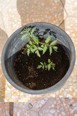 Pot 1