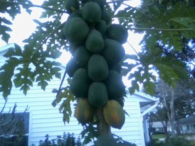 New papaya tree 8 months old 12-25-15.jpg