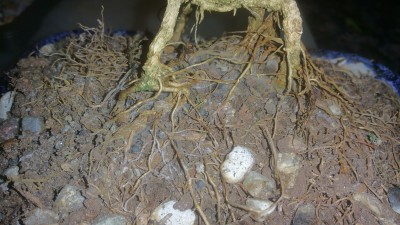 Mold and unattractive root and soil look