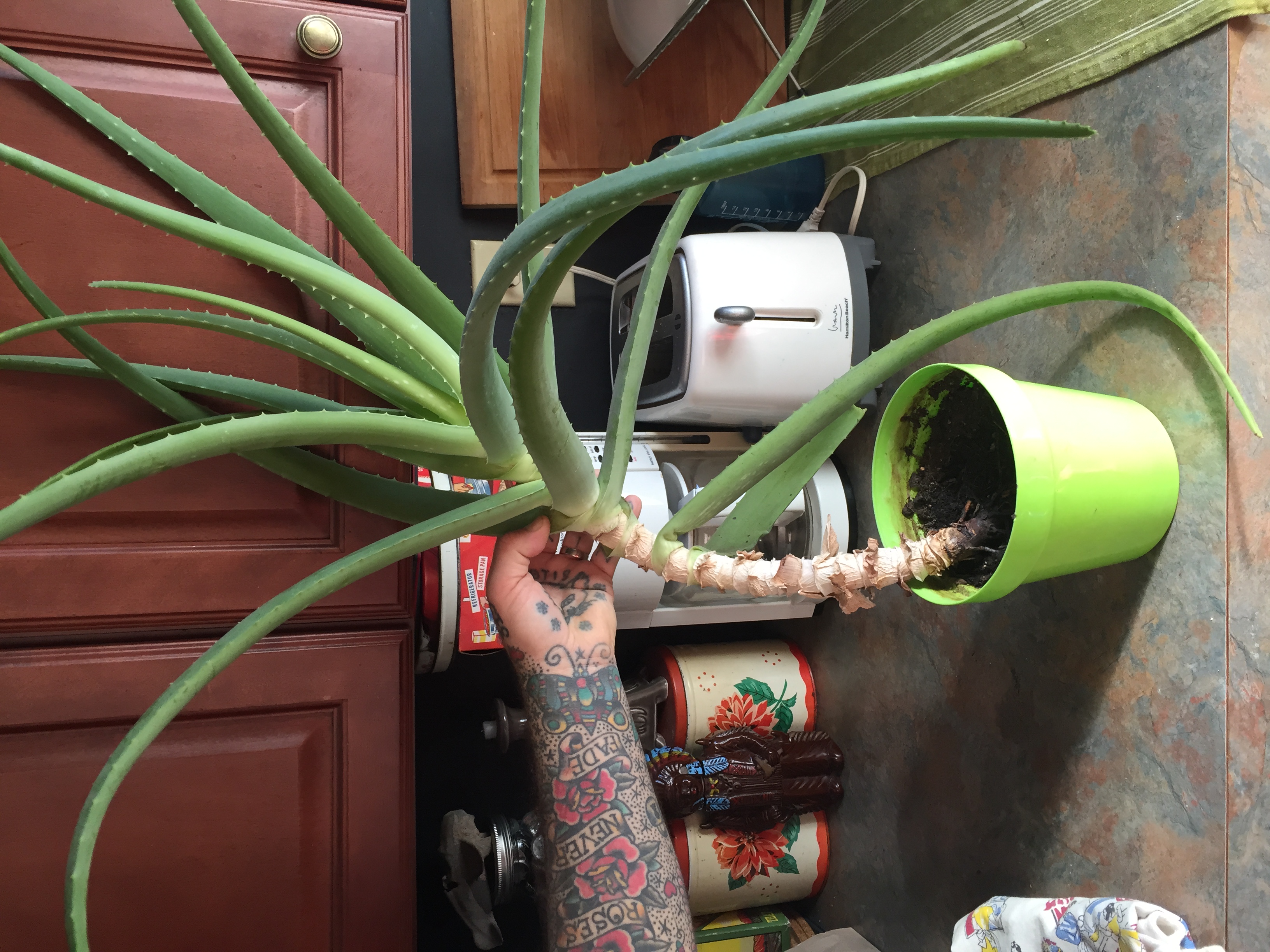 Help Aloe Plant Is Out Of Control Gardening Forum