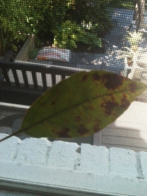 spotted_leaf2.jpg