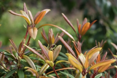 I love my rhododendron and azaleas