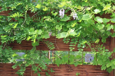 Wisteria on my rusty wall